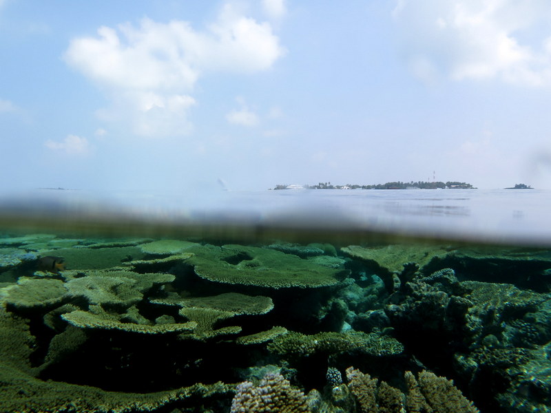 Stunning-coral-reefs-in-the-Maldives.