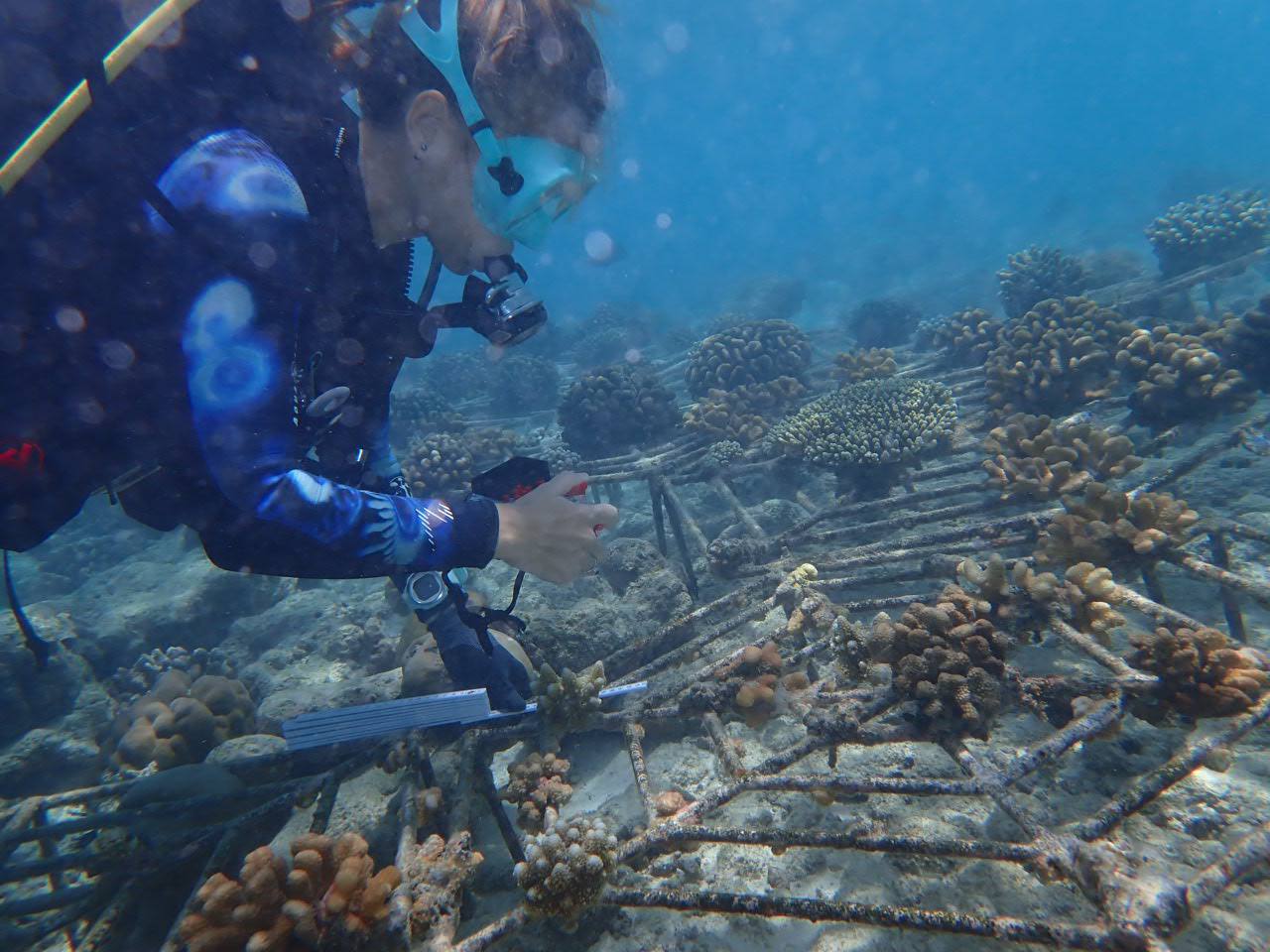 Coral-Nursery-Growth-Inspection
