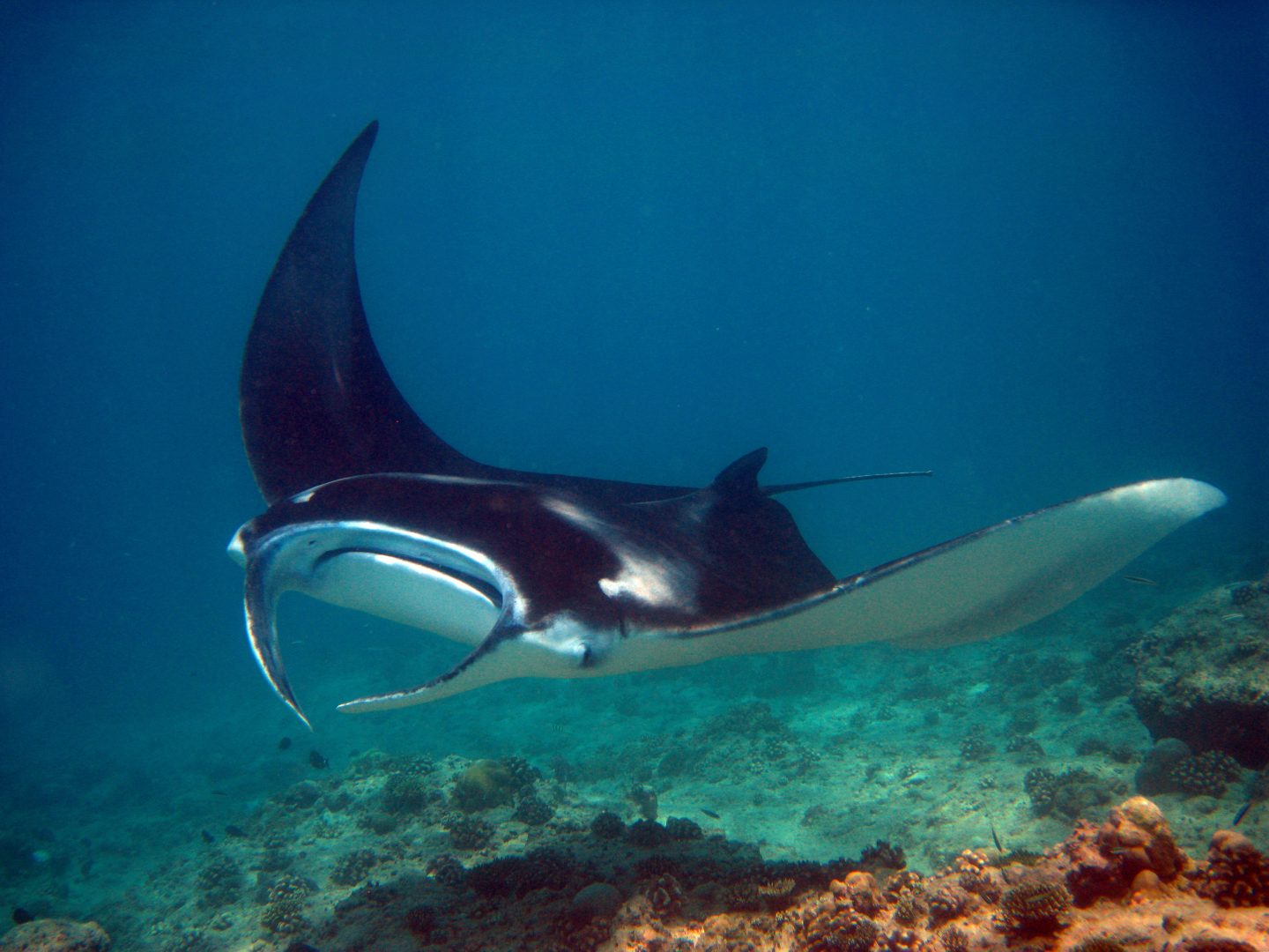 A-manta-ray-gliding-through-water-in-maldives