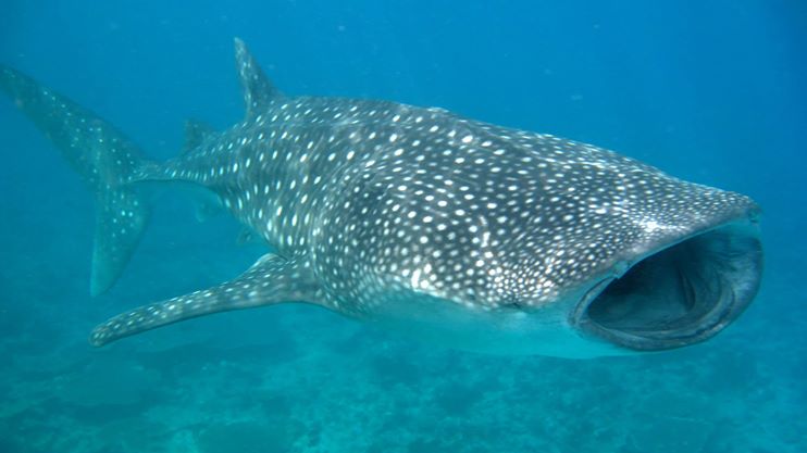 Whale-shark-feeding-South-Ari-Atoll-Maldives