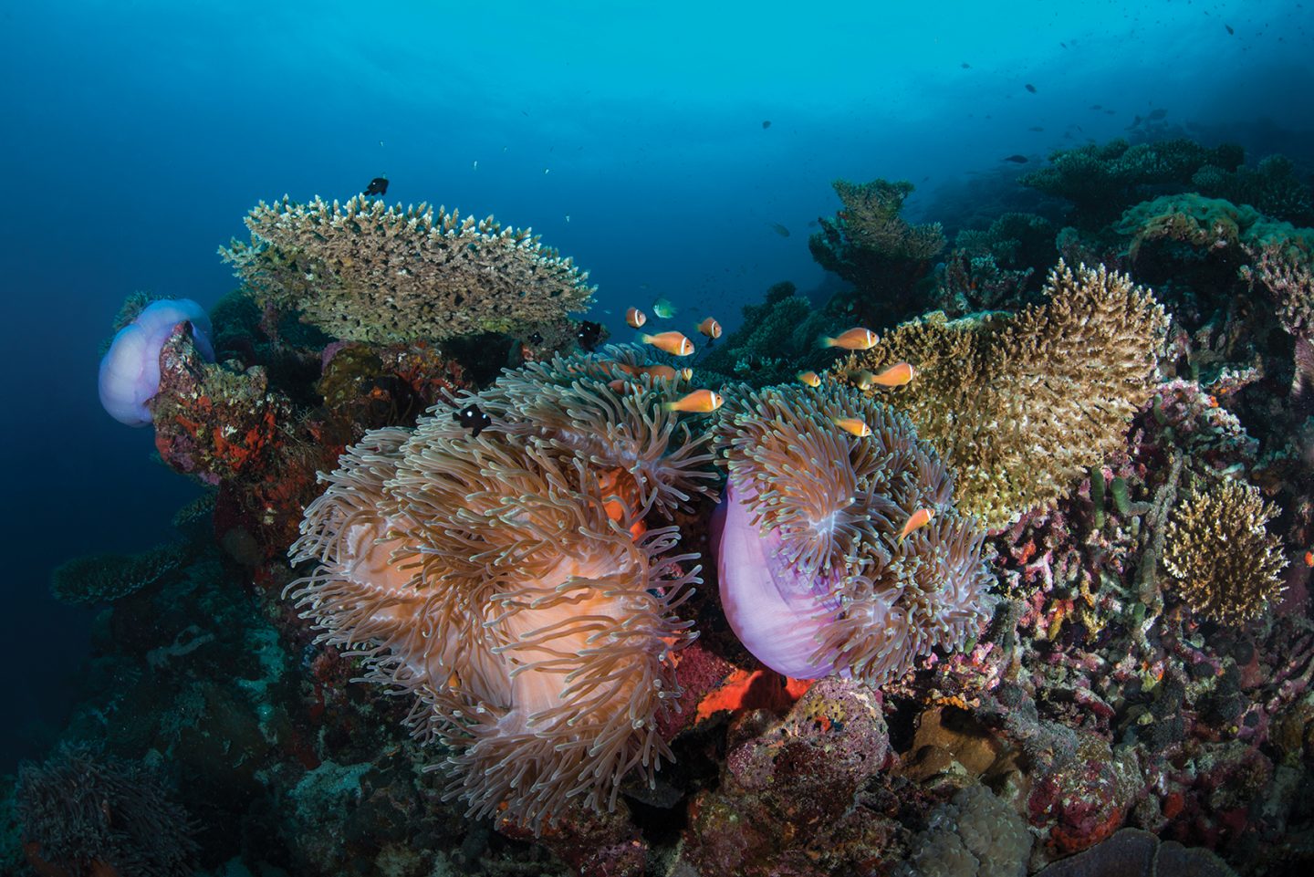 The-vibrant-marine-life-beneath-the-water