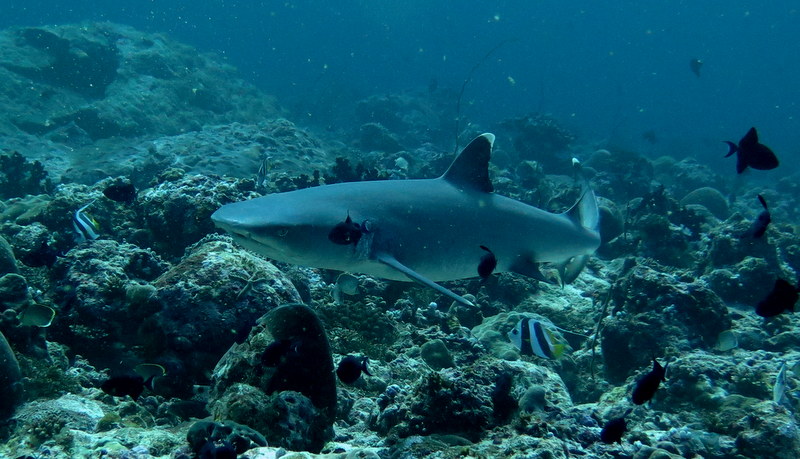 A-white-tipped-reef-shark