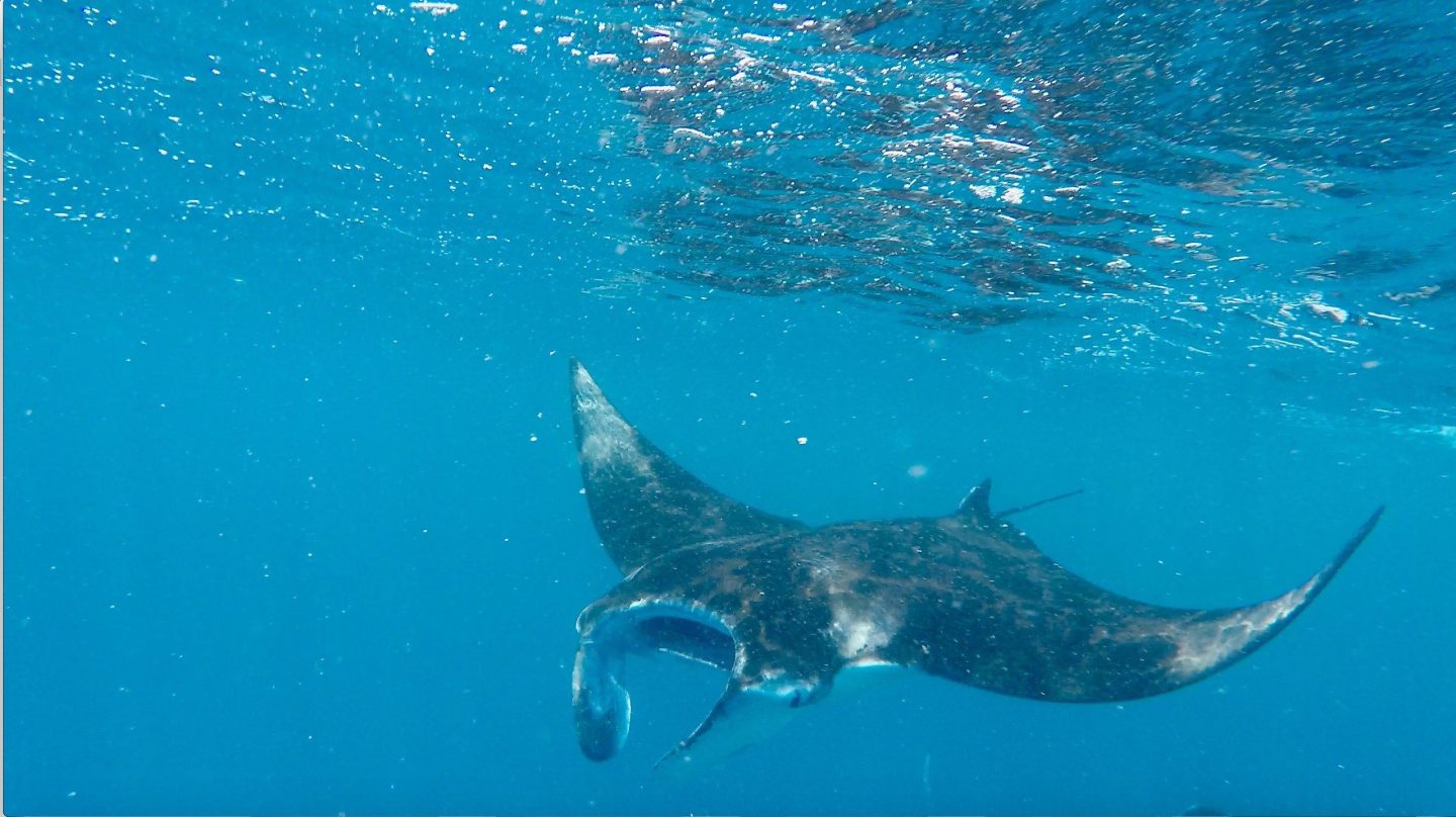 Manta-ray-feeding-Dhigurah-Maldives