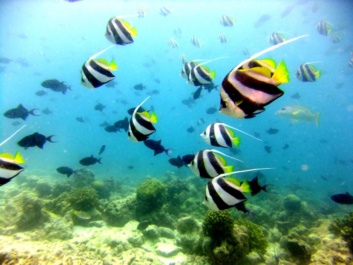 A-school-Pennant-coral-fish