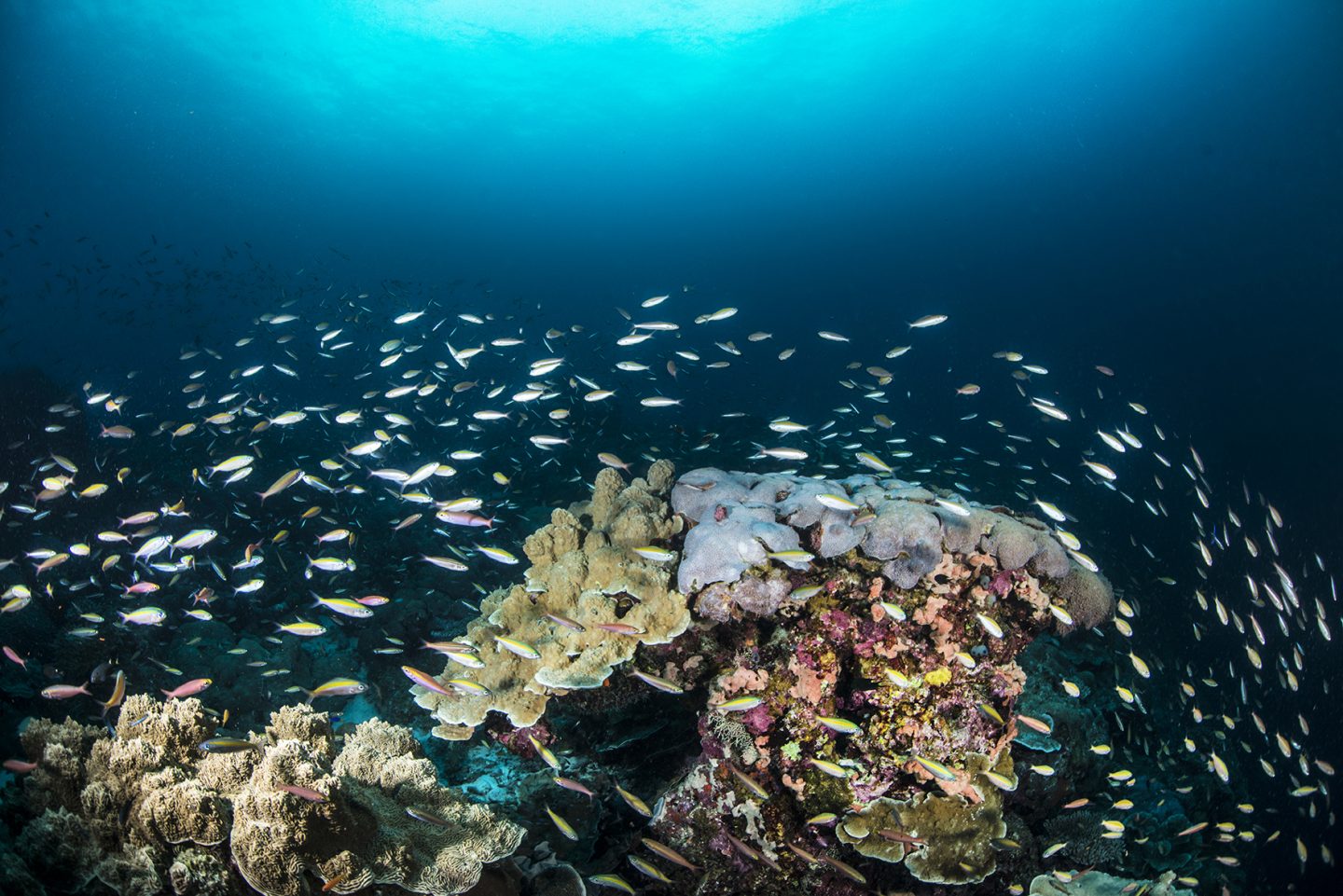 Vibrant-coral-reef-Laamu-Atoll-Maldives