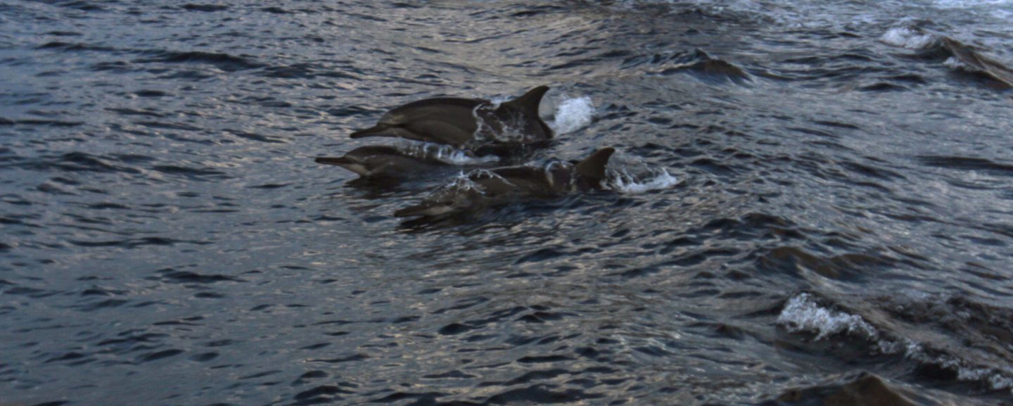 A-pod-of-Dolphins-spoted-at-a-Secret-paradise-Sunset-Cruise