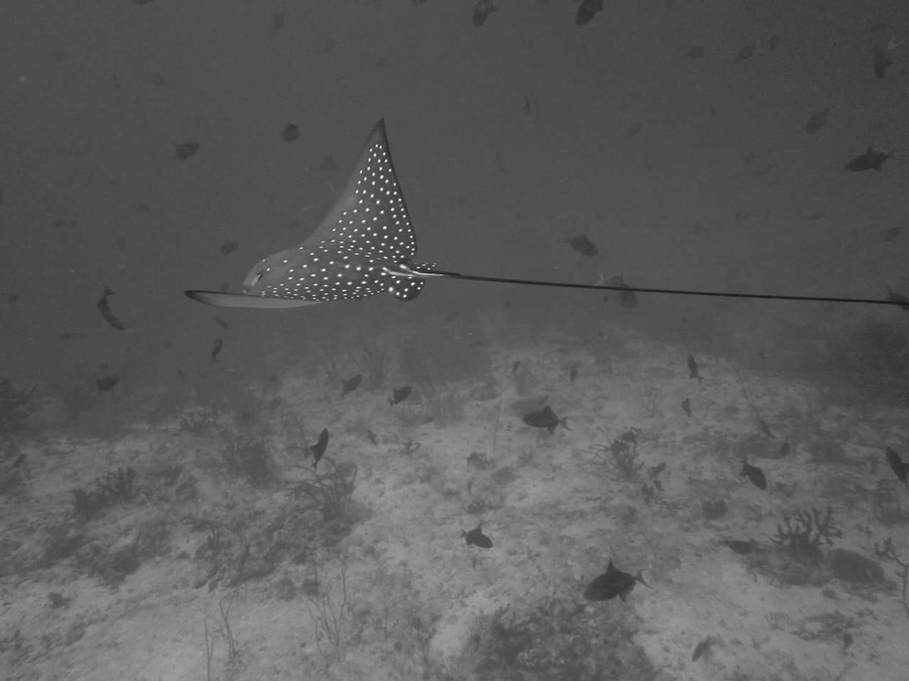 An-Eagle-Ray-Gliding-Through-in-Underwater-at-Maldives