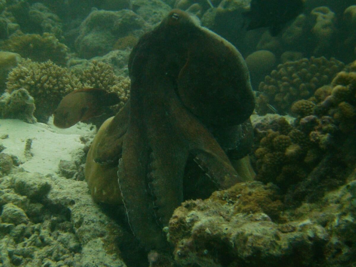 An-octopus-on-a-seabed-with-corals-and-fishes-in-Maldives