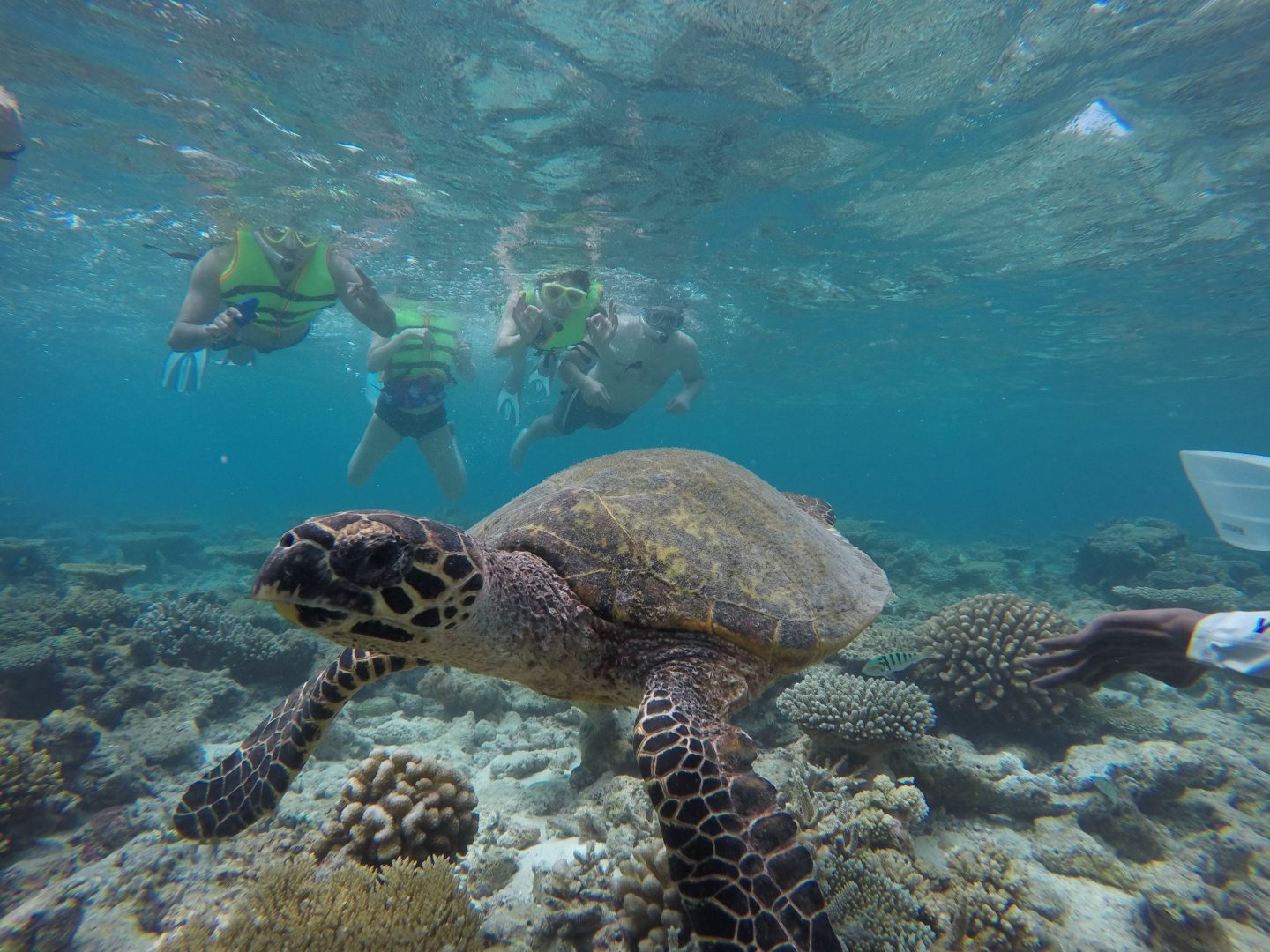 Guests-encounter-a-sea-turtle-while-snorkeling