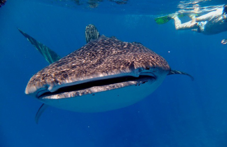 The-Maldives-is-renowned-for-its-awe-inspiring-whale-shark-encounters