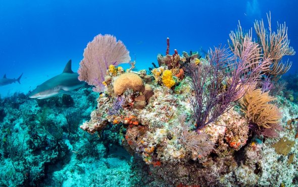 A-shark-next-to-some-corals-in-maldives