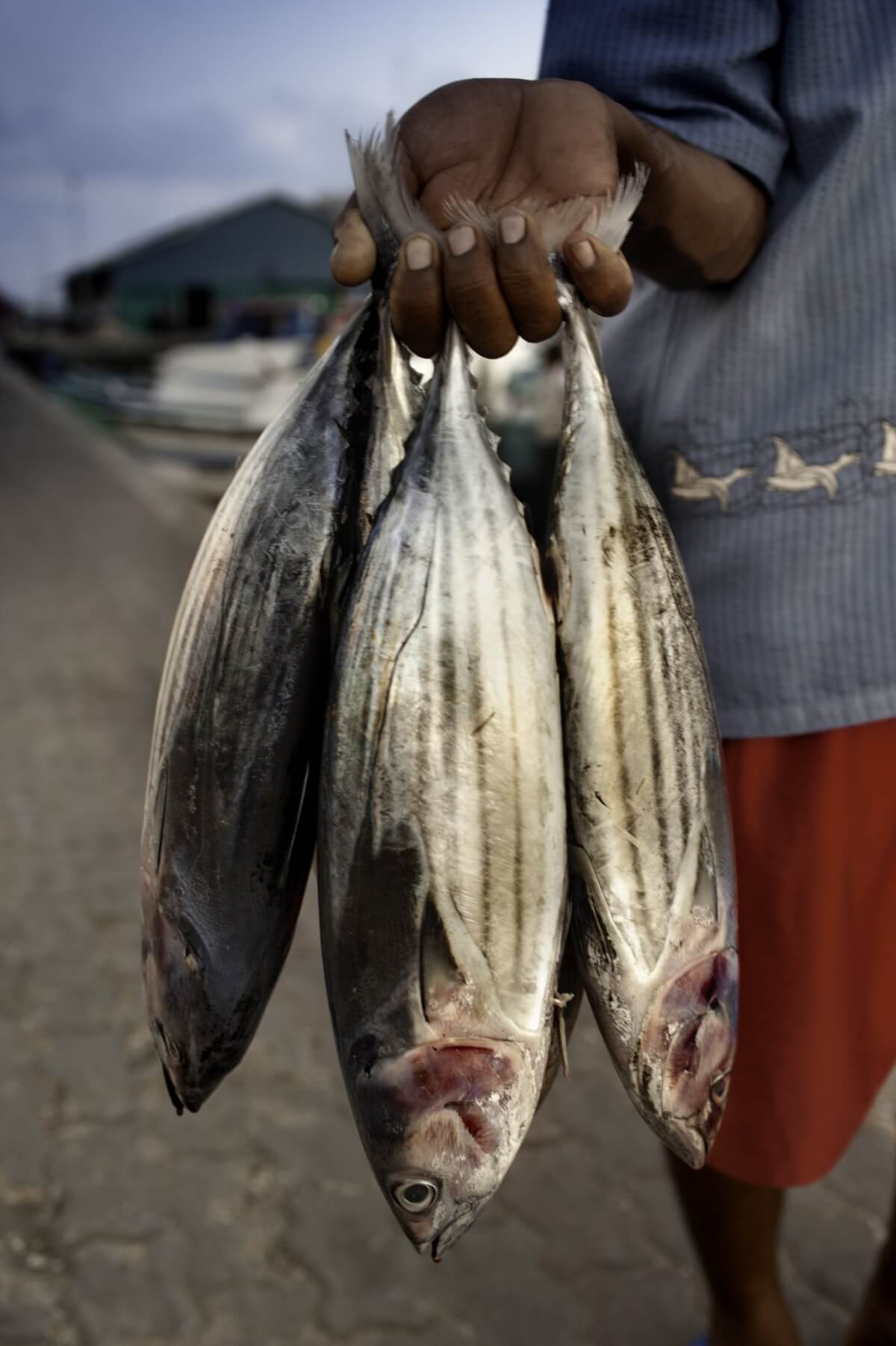 a-boy-holds-three-fishes-in-his-hand-near-local-market