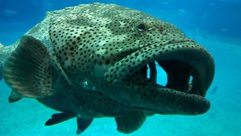 An-image-of-a-grouper-in-maldives