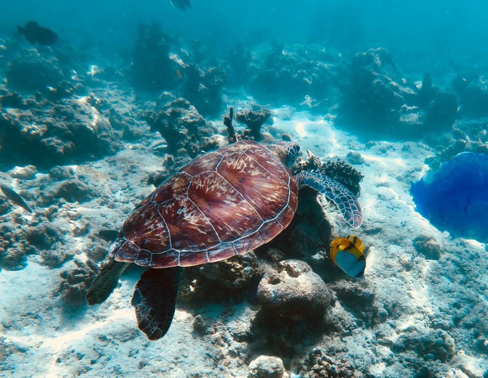 Hawksbill-Sea-turtle-spotted-in-Maldives