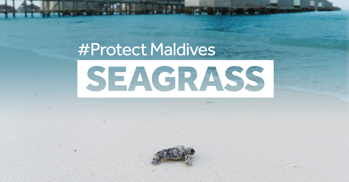 The-Protect-Maldives-Seagrass-by-Resilient-Reefs