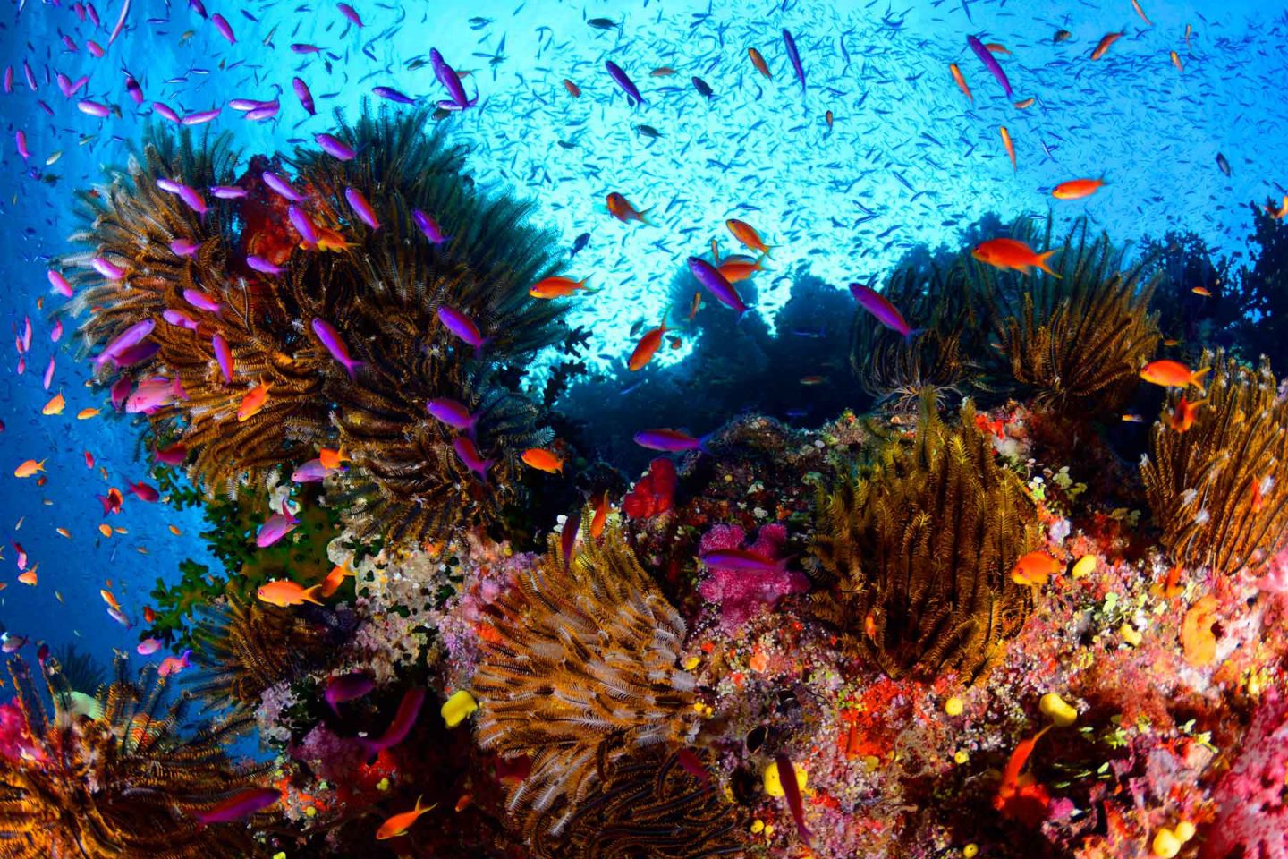 coral reef alive