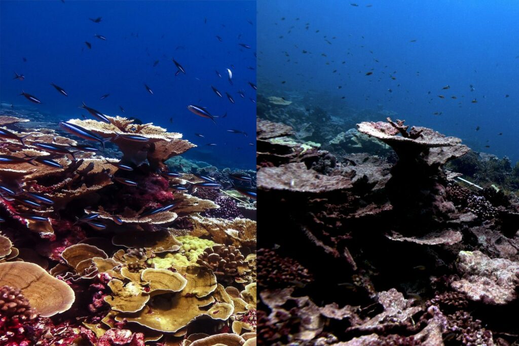 before-and-after-of-Coral-reef-systems