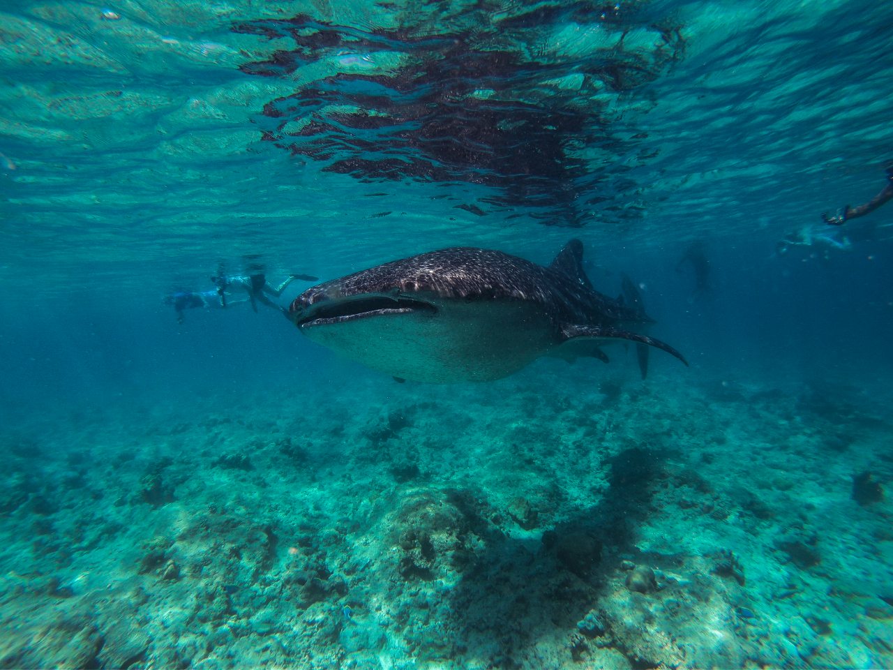 Snorkeling-with-Whale-sharks
