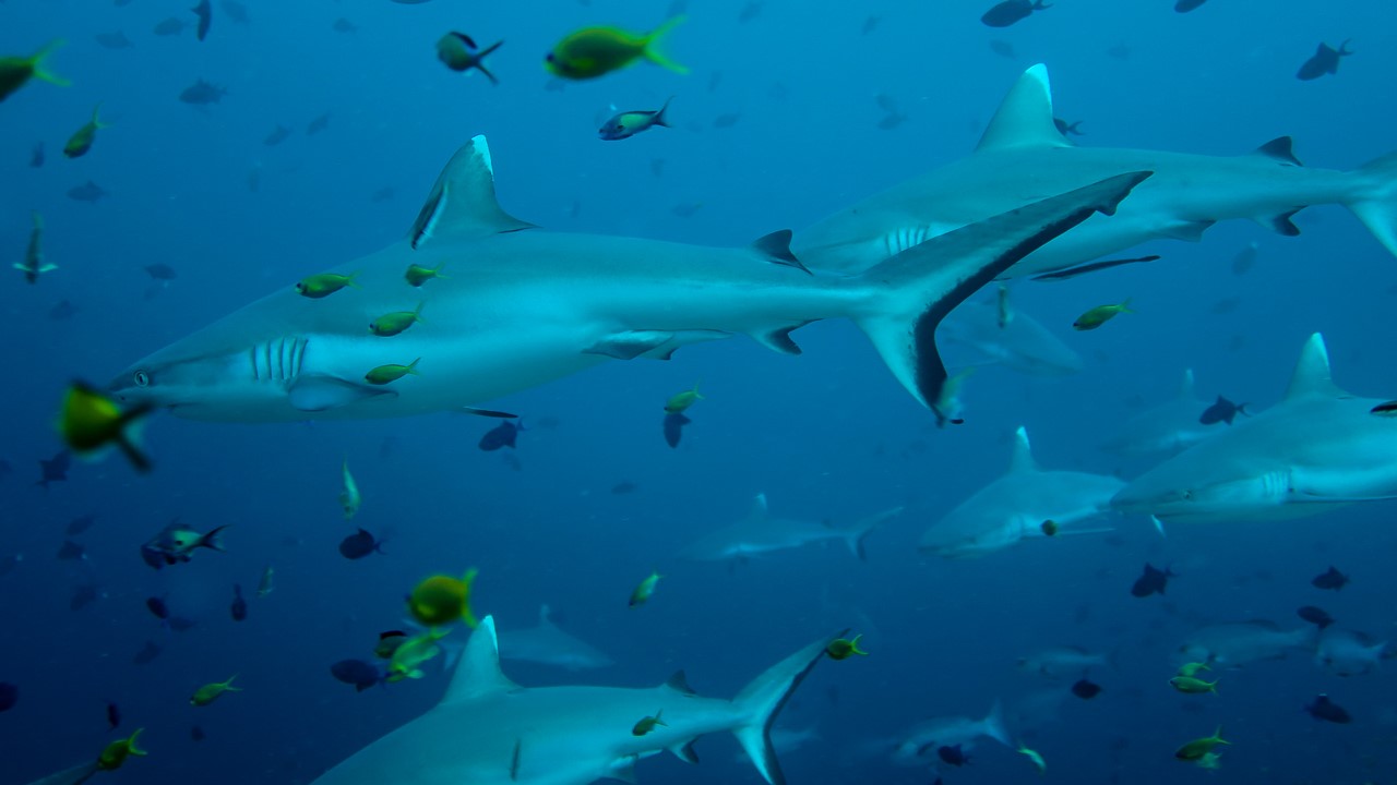 WHY ARE SHARKS IMPORTANT TO THE MALDIVES?
