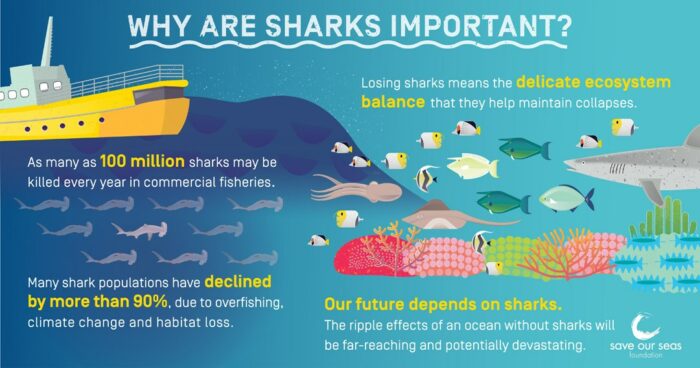 WHY ARE SHARKS IMPORTANT TO THE MALDIVES?