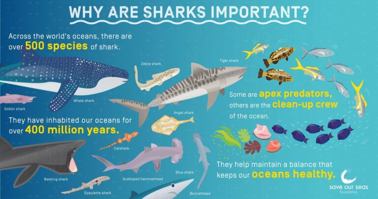 WHY ARE SHARKS IMPORTANT TO THE MALDIVES?