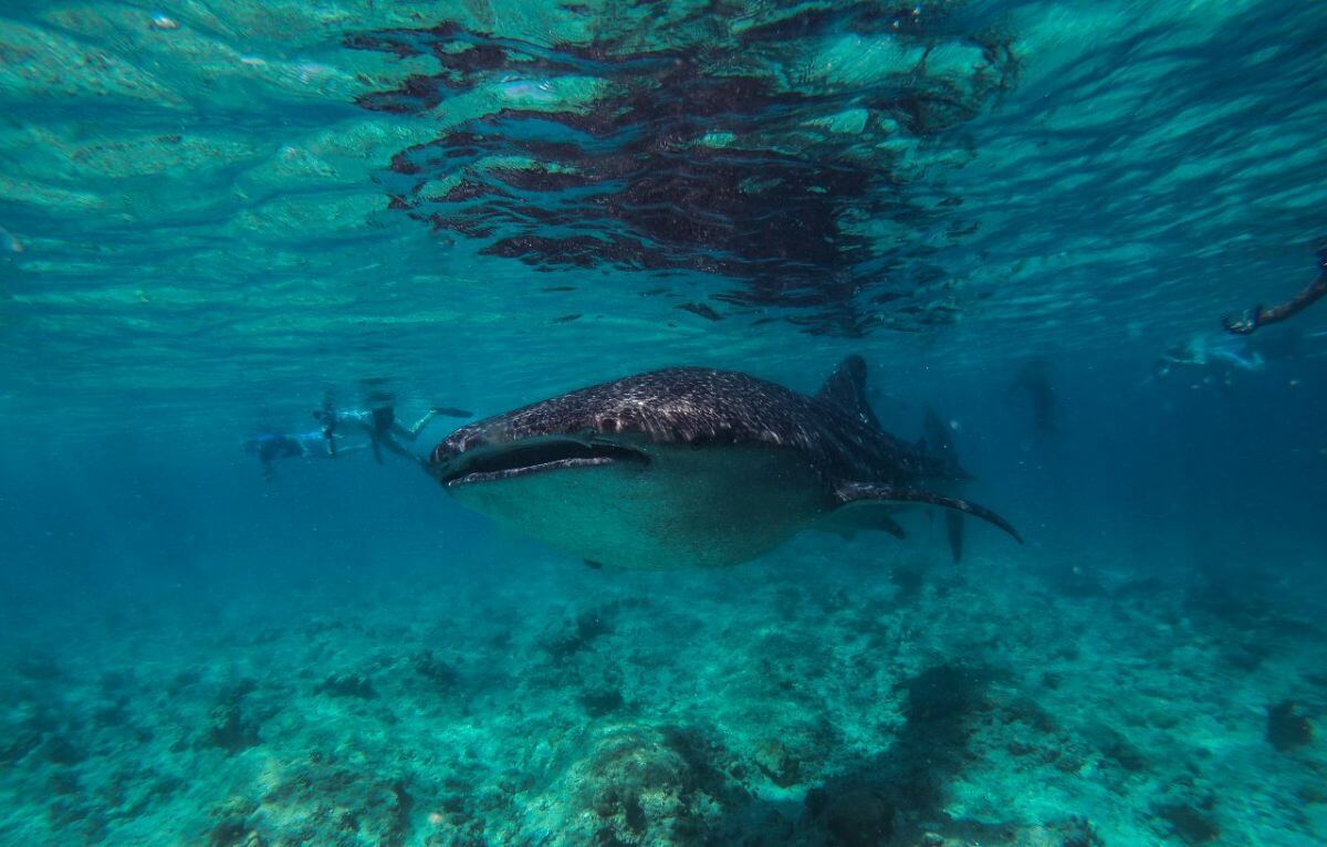 People swim behind a whale shark