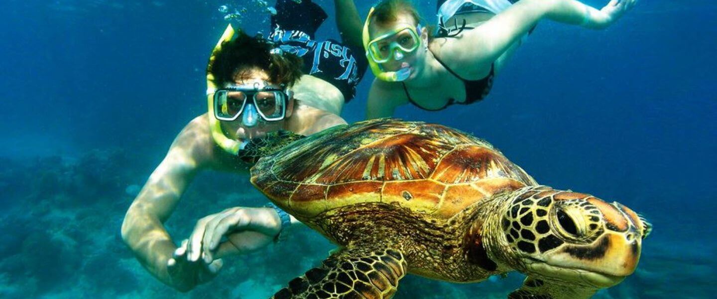 Snorkelers look at a sea turtle