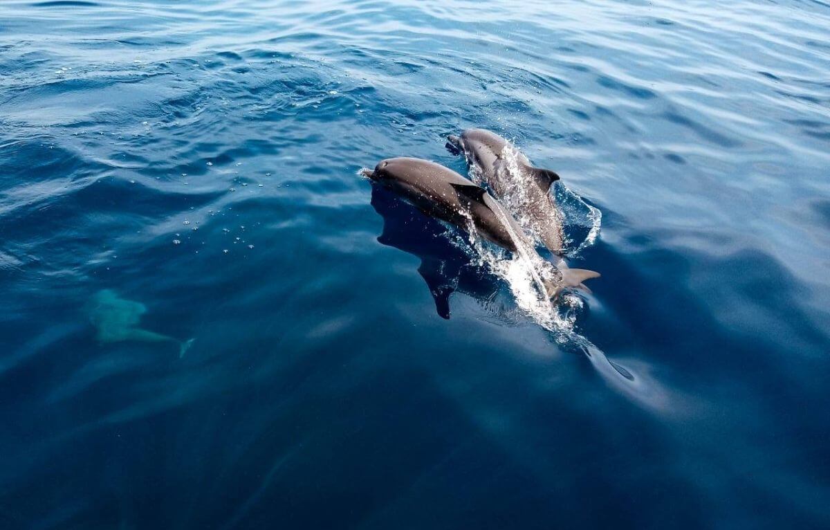 A pair of dolphins swim in the sea