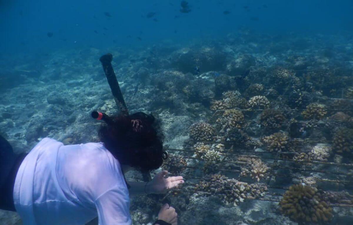 A snorkeler checks out sustainable coral projects
