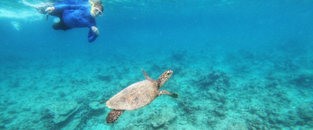 Underwater-Turtle-Encounter