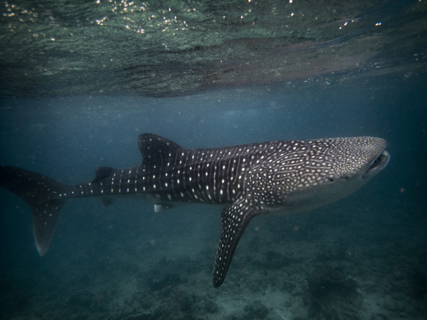 WHY VOLUNTEER WITH MALDIVES WHALE SHARK RESEARCH PROGRAM?