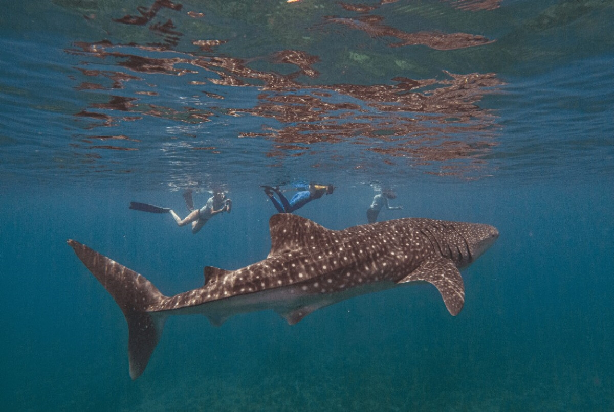 Swimming-alongside-the-magnificent-whale-sharks

