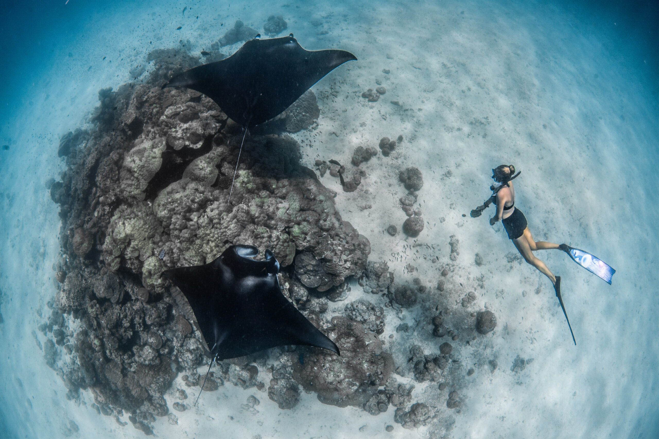 Snorkelling-with-Manta-Rays