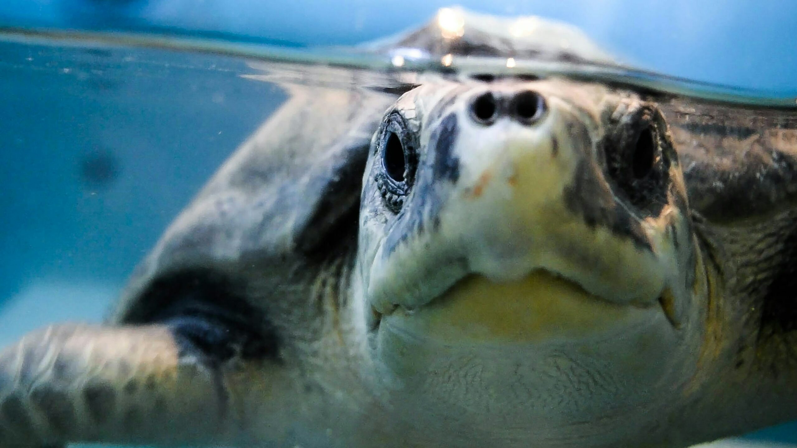 CHAMPIONING TURTLE CONSERVATION IN THE MALDIVES